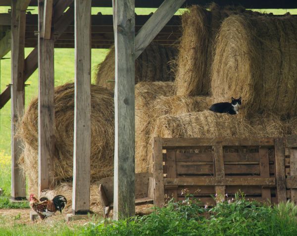 Pole Barn Repair - Pole Barn Repair Springfield, Missouri
